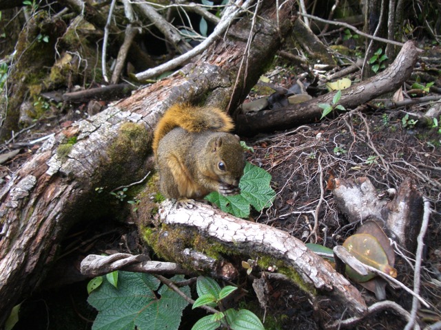écureuil Costa Rica