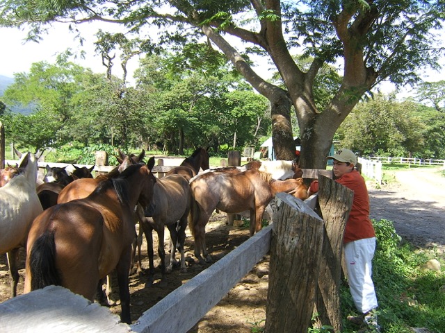 Costa Rica hacienda chevaux cavaliers