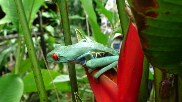 grenouille Costa Rica