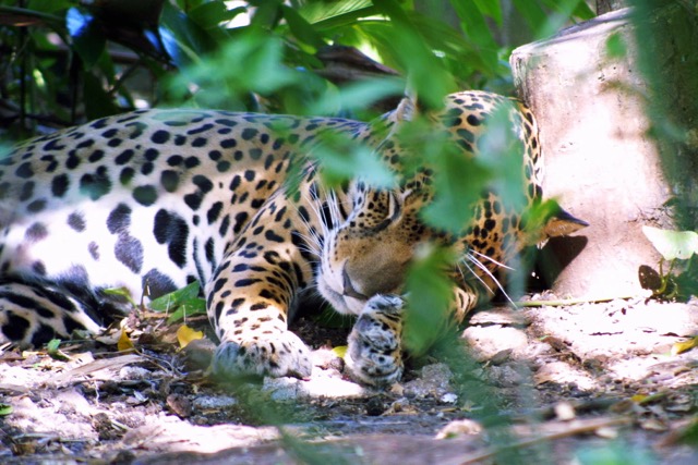 Jaguar (Panthera onca), refuge de CaÒas.