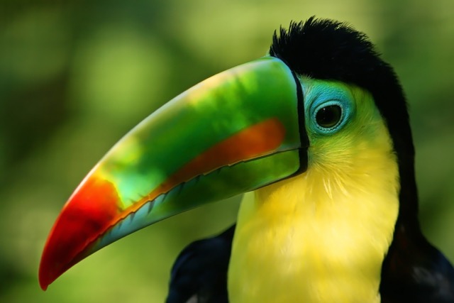 toucan