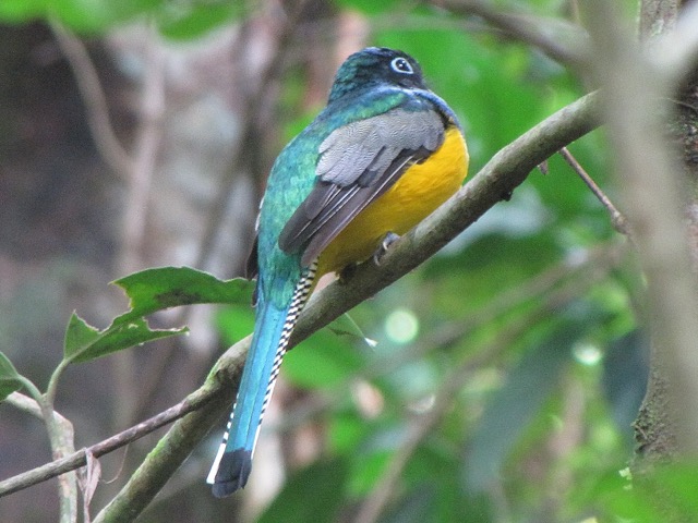 Costa Rica oiseau