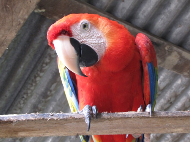 Costa Rica ara perroquet