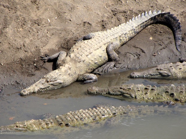 crocodile Tiercoles Costa Rica