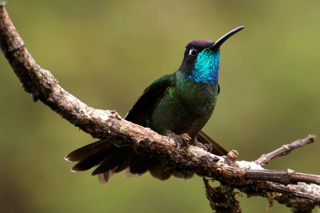 Costa Rica oiseau
