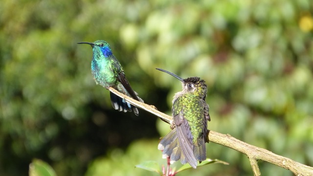 colibri Costa Rica