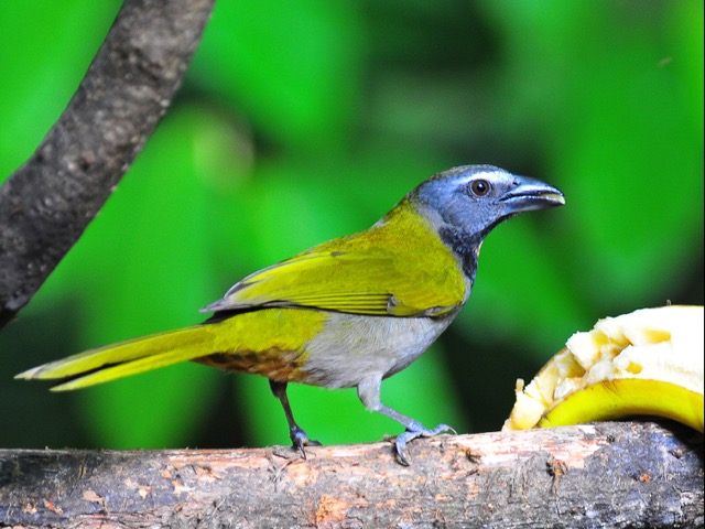 oiseau Costa Rica