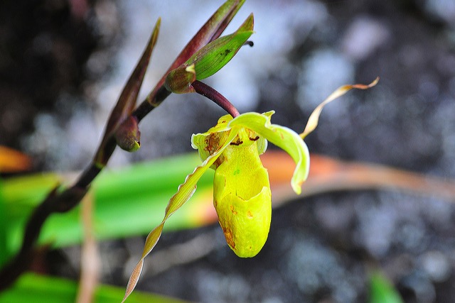 orchidée costa rica