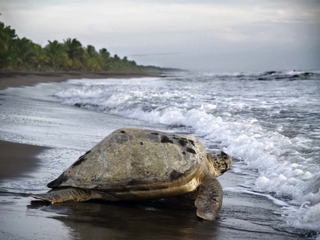 tortue marine Costa Rica