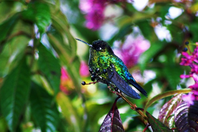 colibri costa Rica