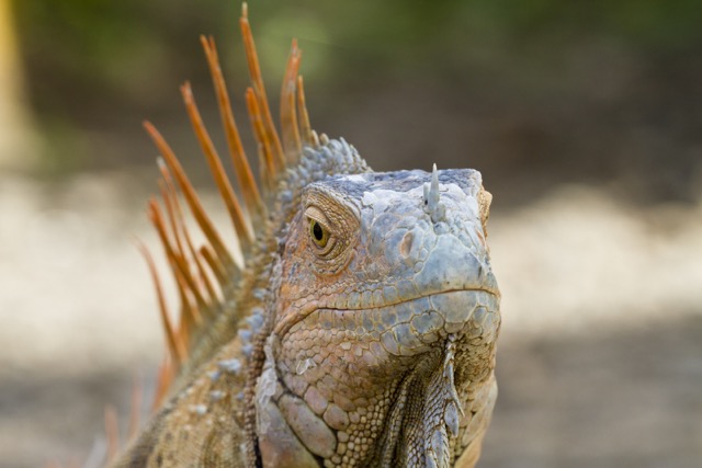 iguane costa rica