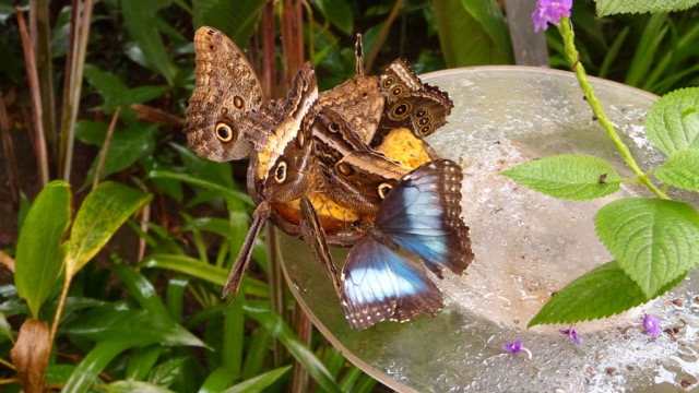 papillon Costa Rica