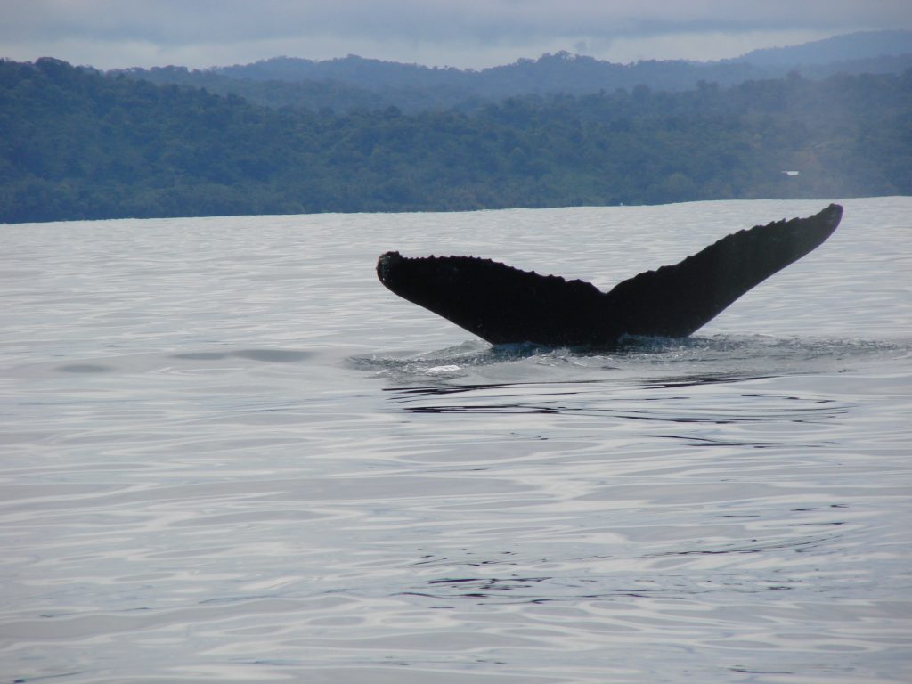 baleine costa rica