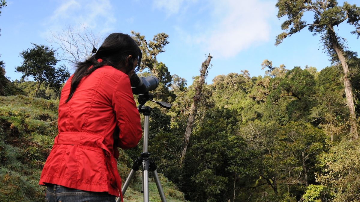 observation d'oiseaux au costa rica