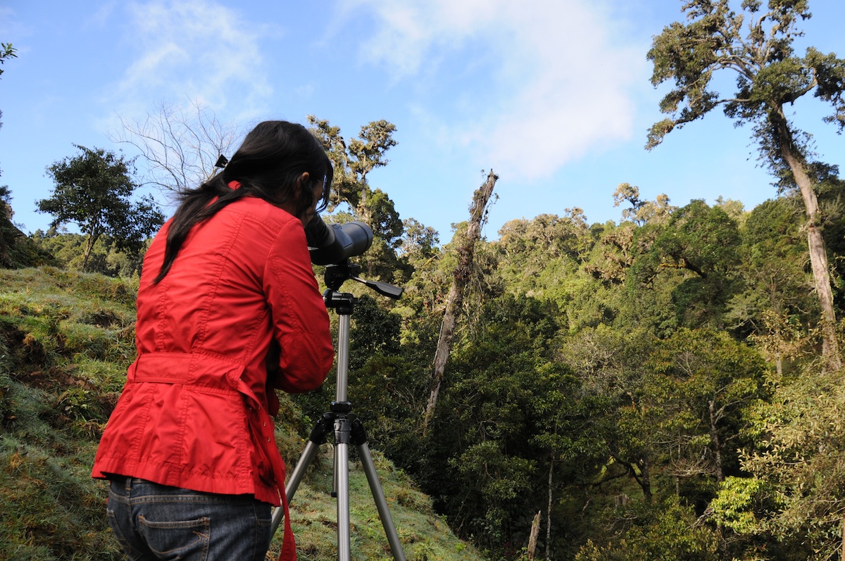 observation d'oiseaux au costa rica