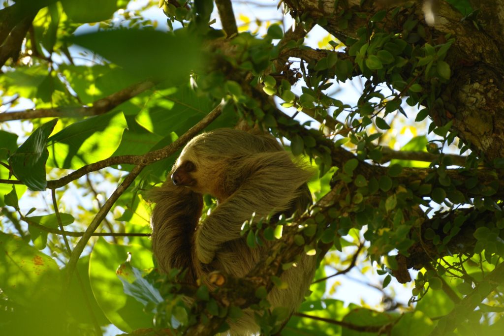 paresseux costa rica