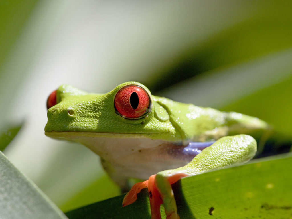 rainette aux yeux rouges costa rica