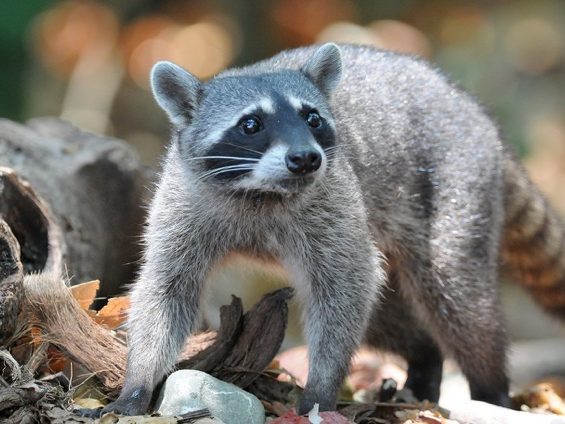 coati costa rica