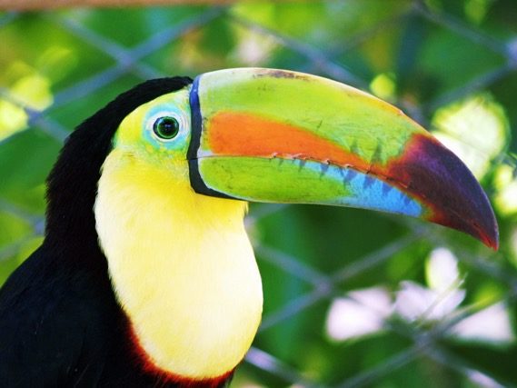 Toucan à bec en carène