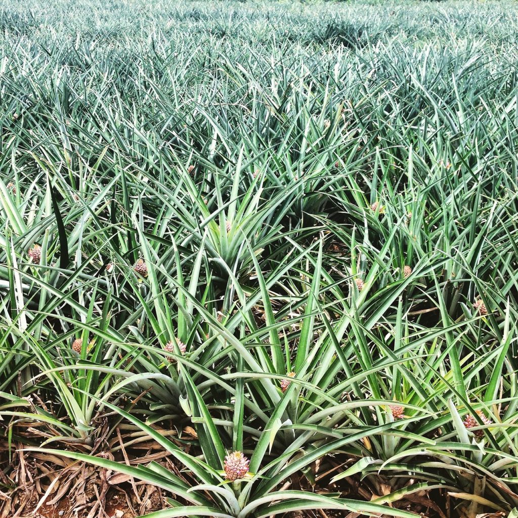 ananas Costa Rica