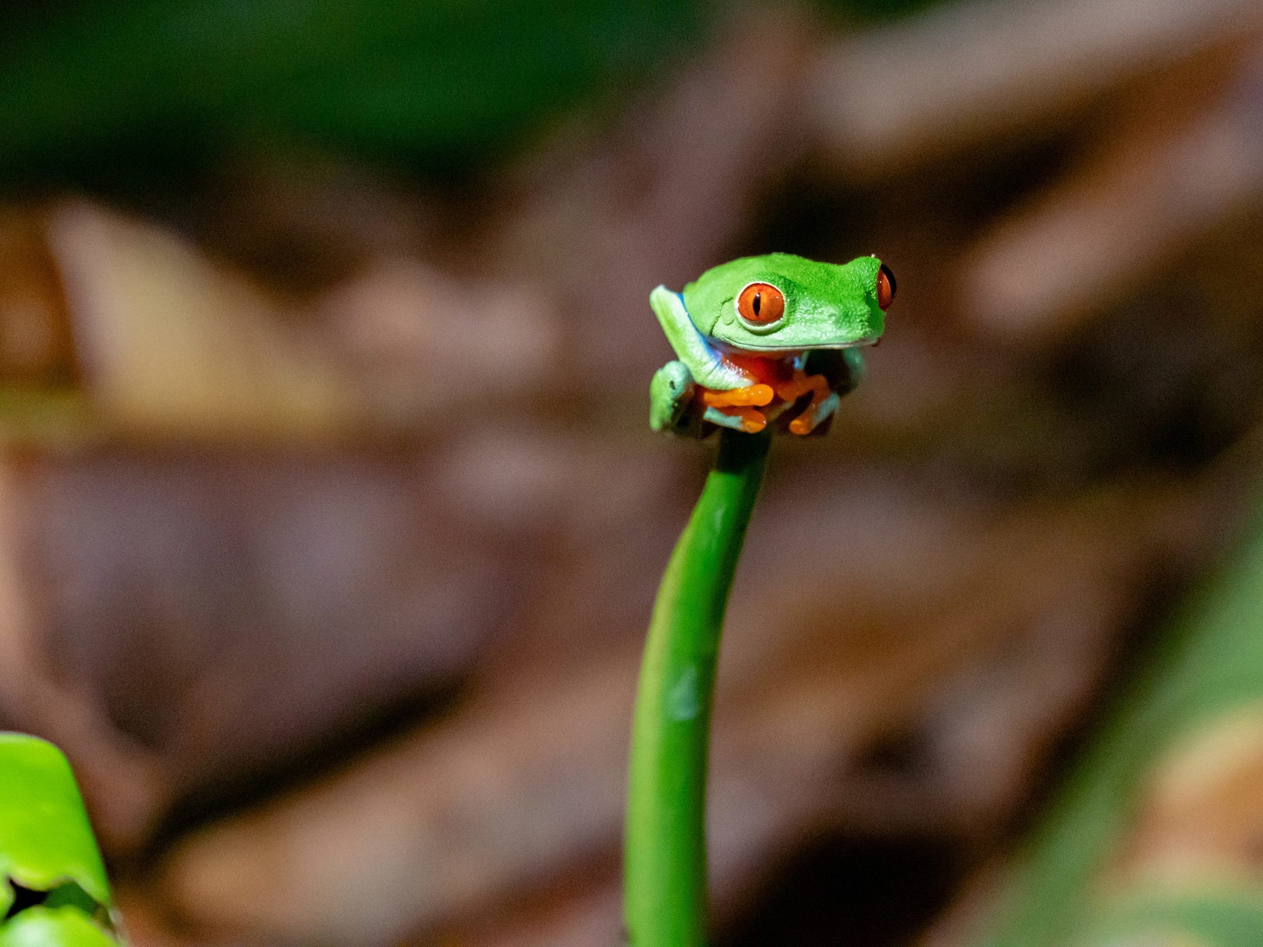 rainette aux yeux rouges Costa Rica