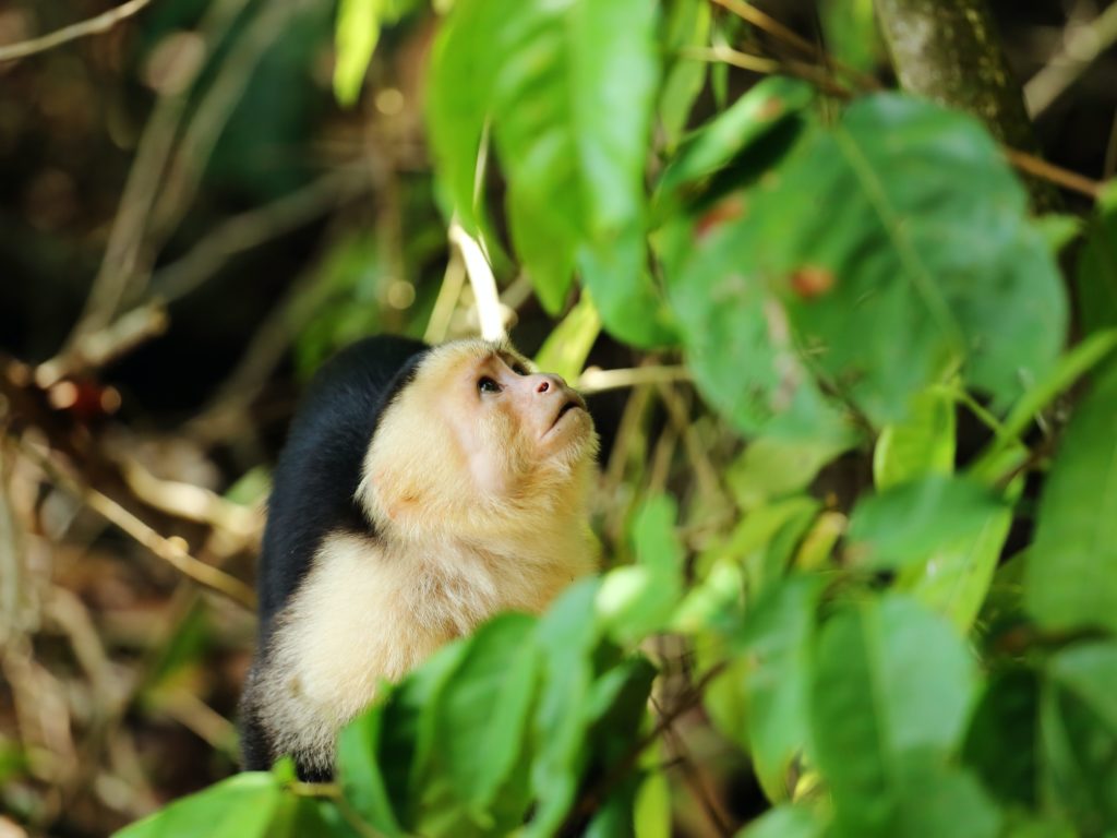 singe costa rica