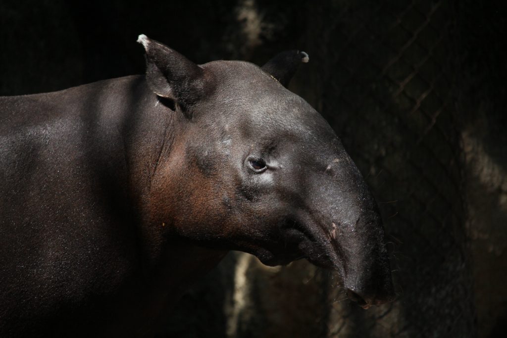 tapir Costa Rica