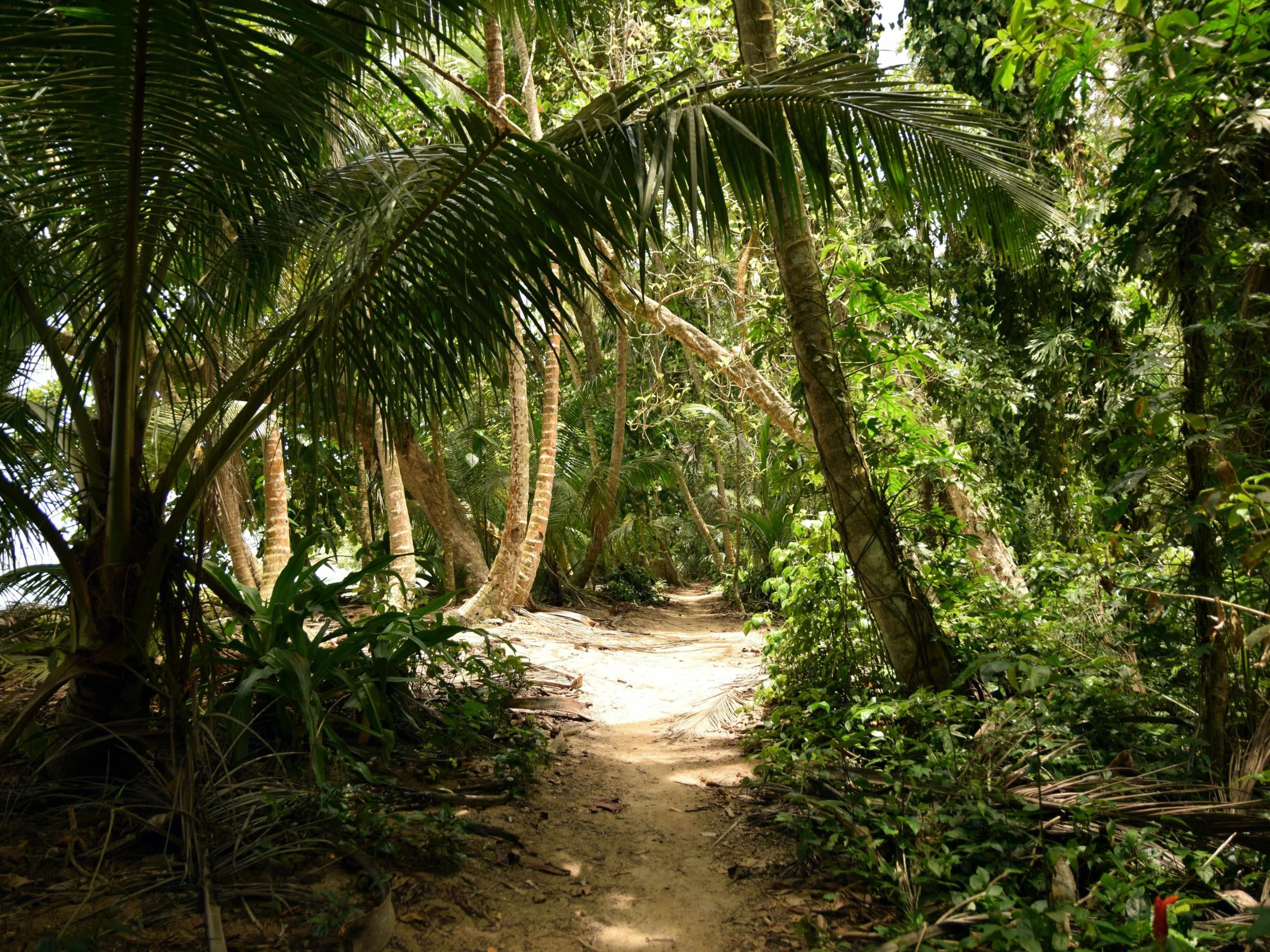 tortuguero costa rica