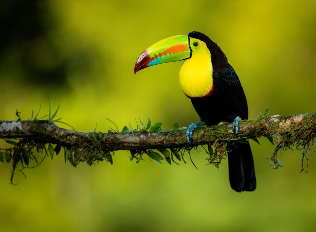 toucan costa rica