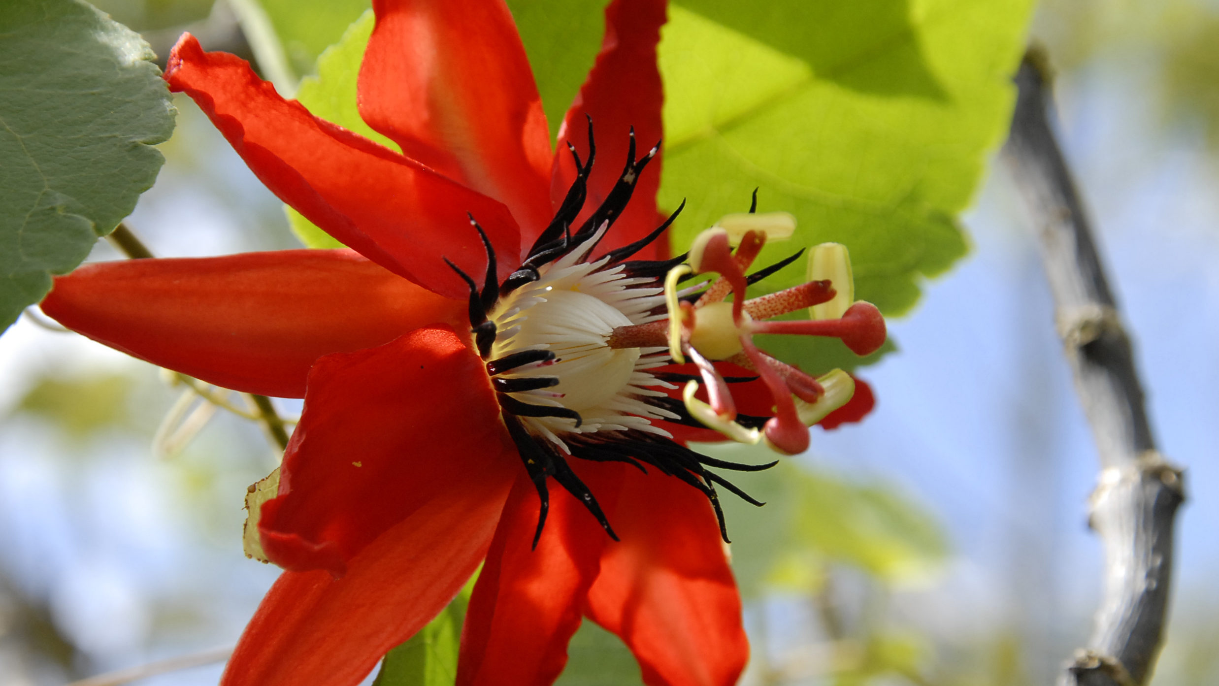flore
