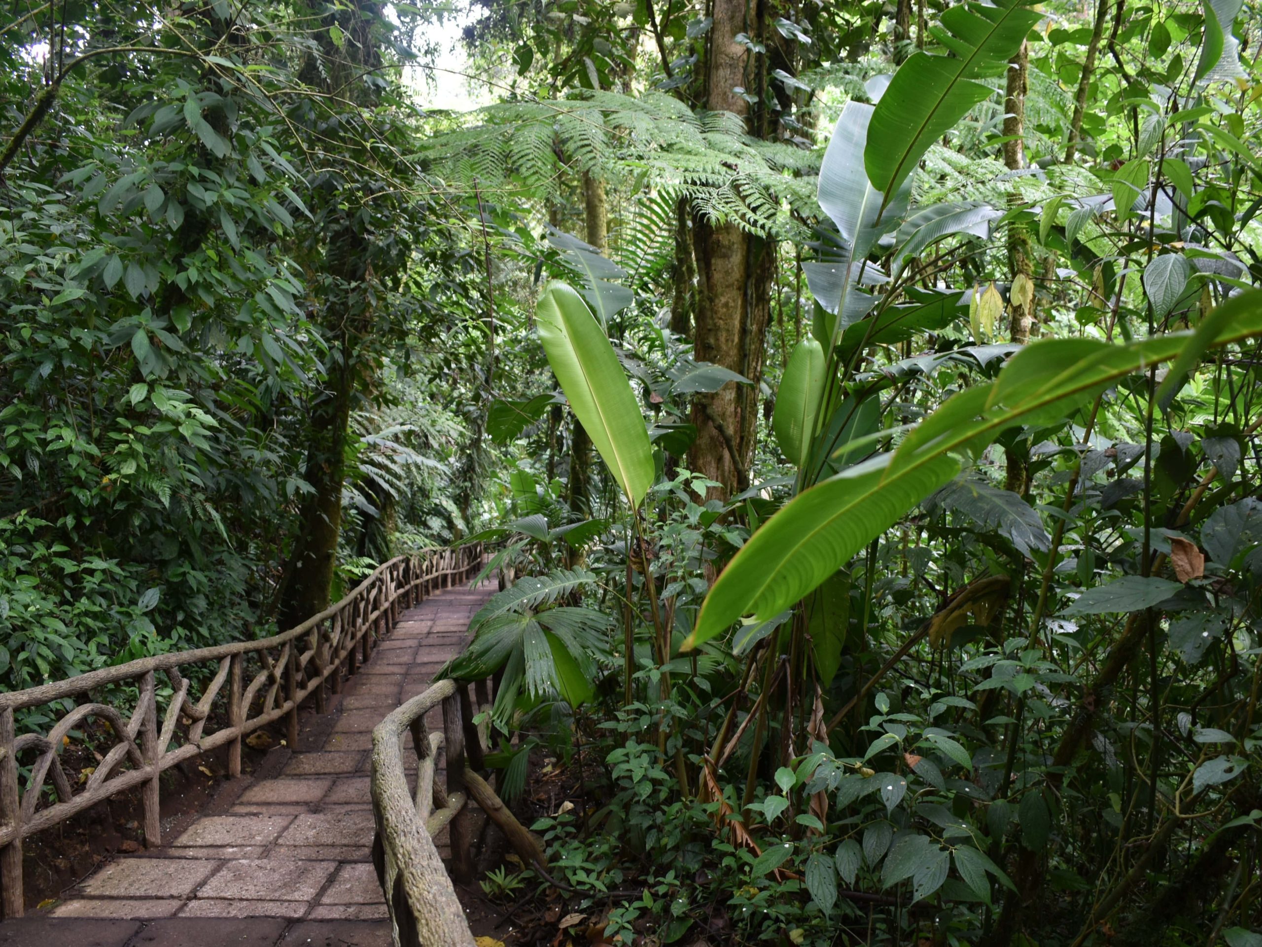 foret du Costa Rica