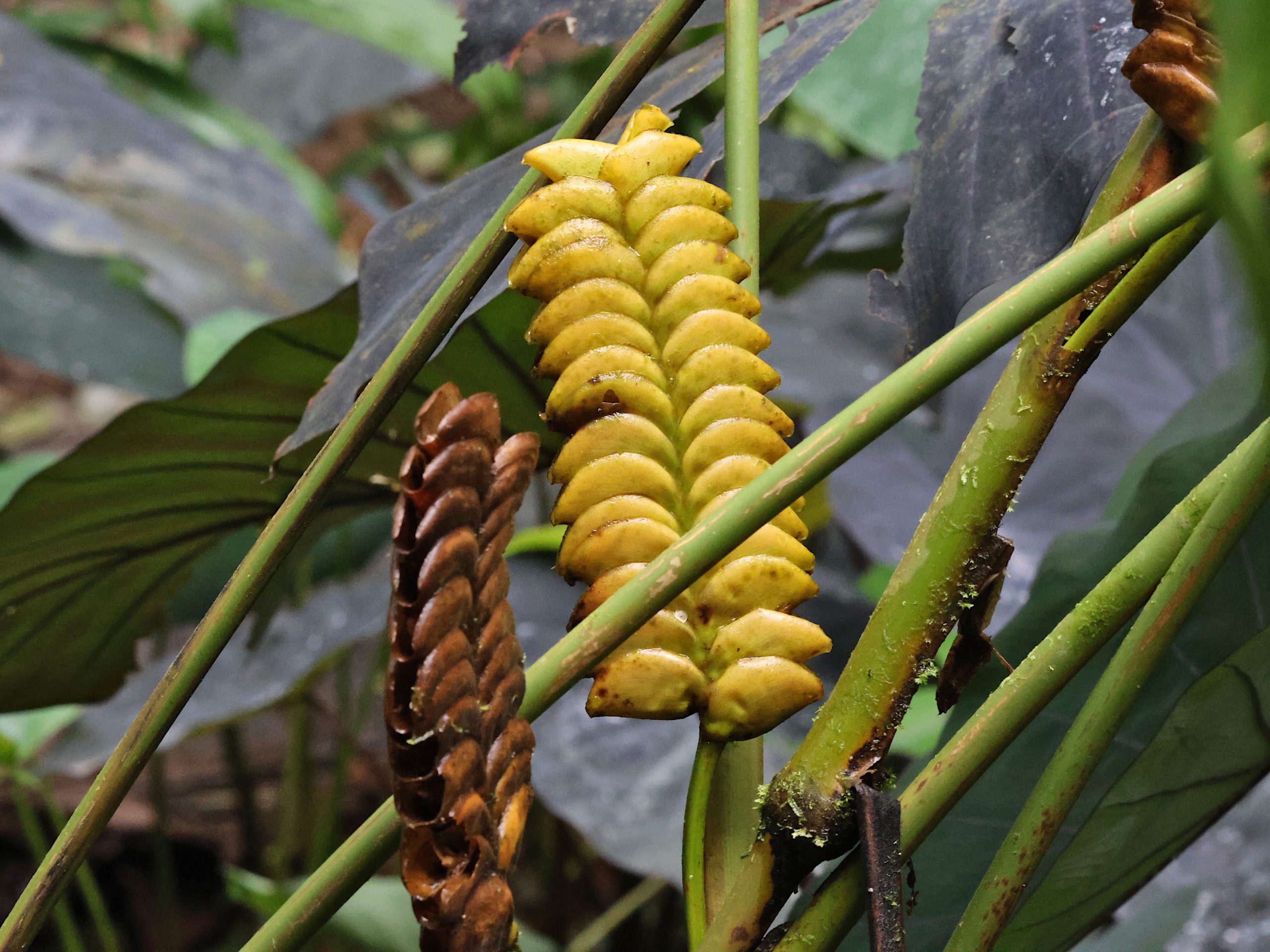 fruit du Costa Rica