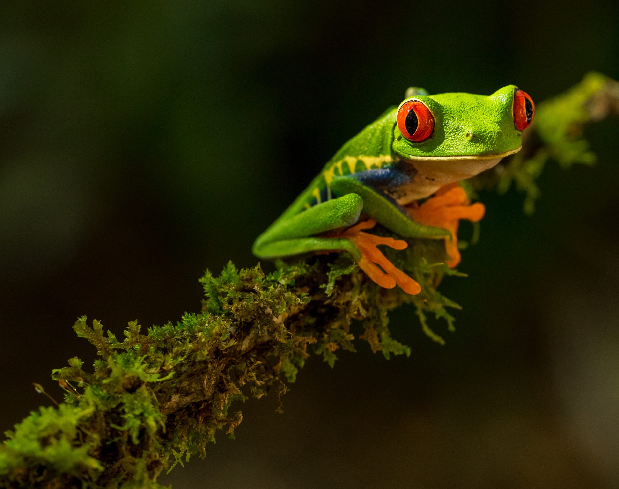 grenouille rainette aux yeux rouges Costa Rica