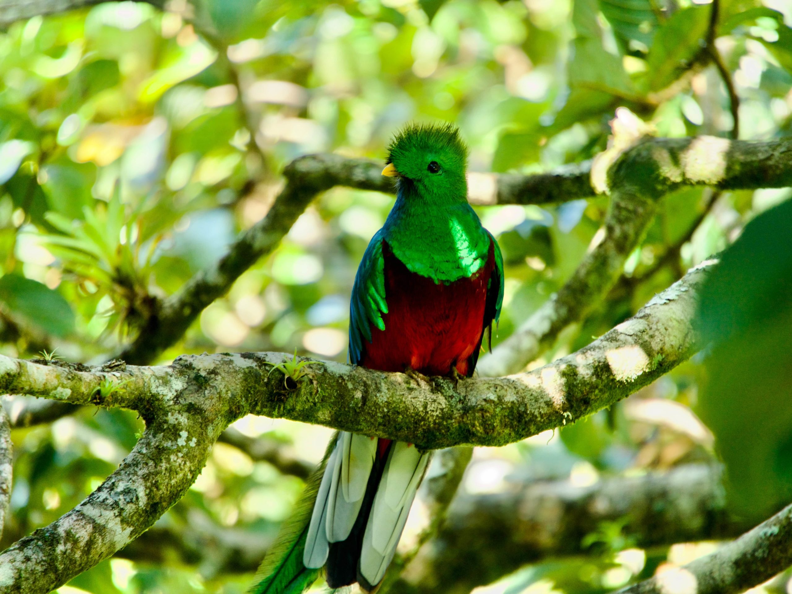 quetzal costa rica