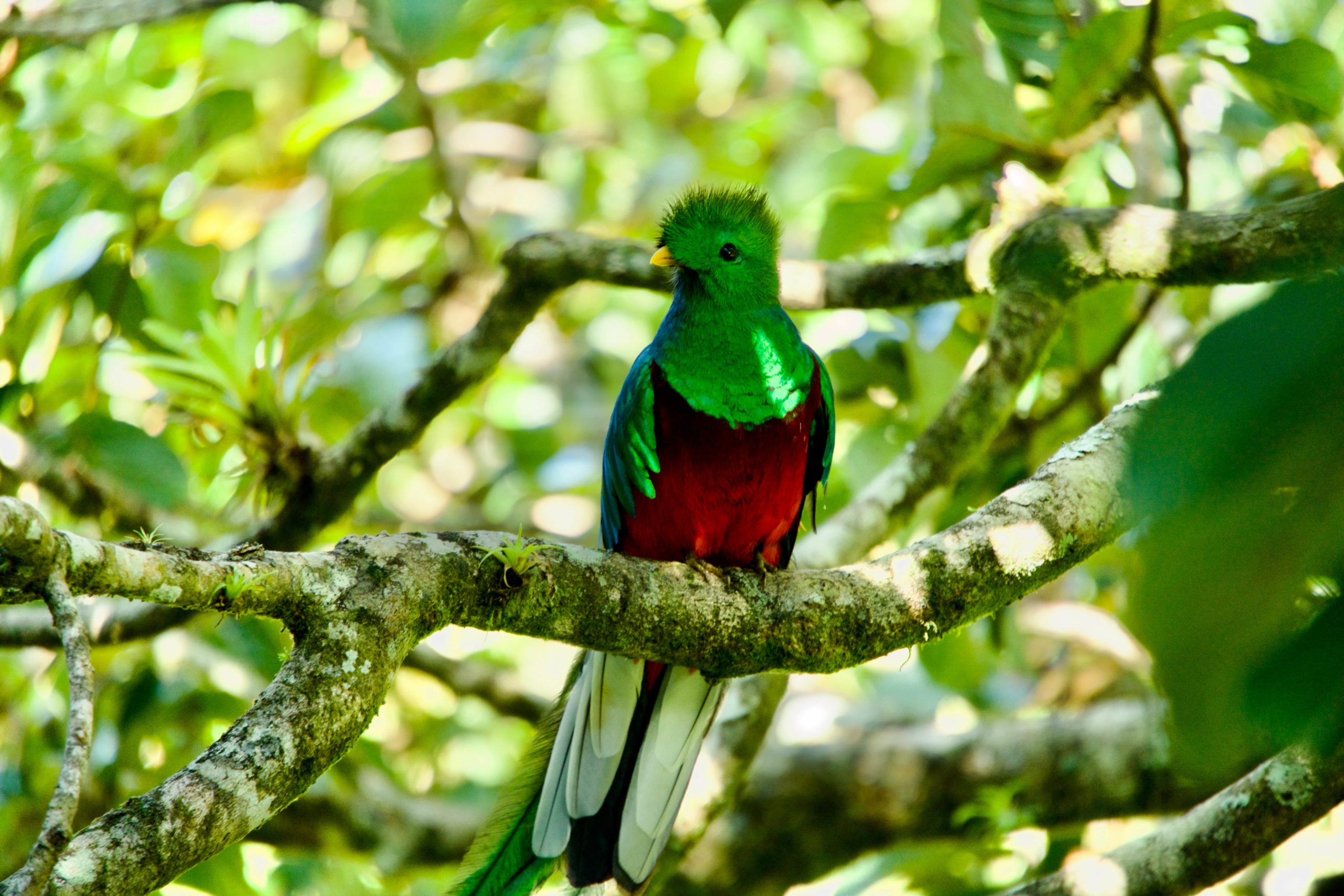 quetzal costa rica